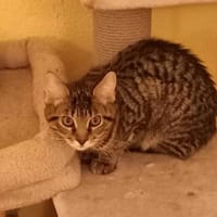 Oreo - kleiner Kater sucht happy home, Kater zur Adoption