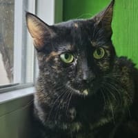 JESSY - kleine Seele die still leidet!, Katze zur Adoption
