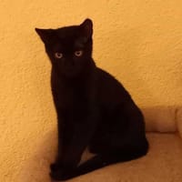 Kleine black beauty Inara, Katze zur Adoption