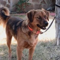 Golden Retriever Mix Niko, Hund zur Adoption