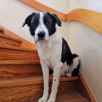 Pino - gutaussehend im Schachbrettmuster, Hund zur Adoption