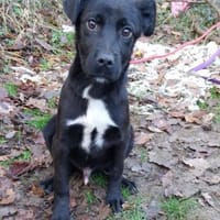 Lino ist ein lieber, süßer Kerl, Hund zur Adoption