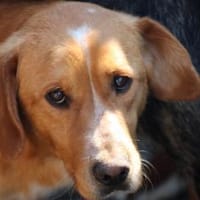 Monty - hübscher Jungrüde, Hund zur Adoption