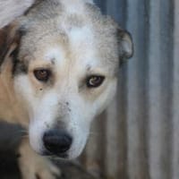 Rico - sehr sanft u.  liebenswert, Hund zur Adoption