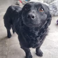 ❣Hilde❣ wartet auf ihre Menschen, Hündin zur Adoption