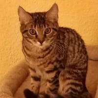 Kleine Zabka sucht ihr Für-Immer-Zuhause, Katze zur Adoption