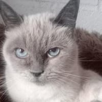 RENA - Goldstück auf Pfötchen!, Katze zur Adoption