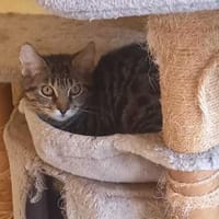 Kleine Juna sucht Lieblingsmensch, Katze zur Adoption