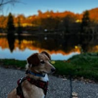 Freddy - fröhlich & verspielt, Hund zur Adoption