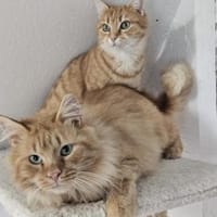 ONNA&JACKSON - wundervolle Rotpfötchen!, Kater zur Adoption