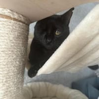 Maja aus dem Tierschutz, Katze zur Adoption