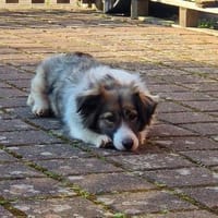 Natalie 3-jährige Mischlingshündin, Hündin zur Adoption