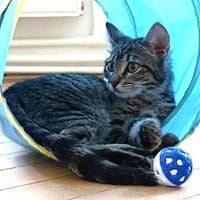 Süße Simmi sucht Familie, Katze zur Adoption