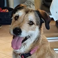 Charlie sucht seinen Menschen, Hund zur Adoption
