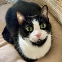 Schmusekatze Bonnie sucht liebe Familie, Katze zur Adoption