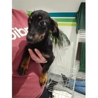 Rosi - wartet in 66773 Schwalbach/Saar, Hündin zur Adoption