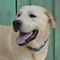 Cavour, Hund zur Adoption