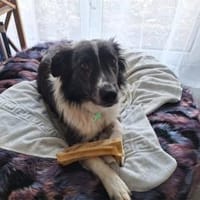 Abeni - wartet in 55469 Horn, Hündin zur Adoption