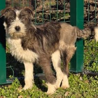 Nika - Sanfte & liebe Junghündin, Hündin zur Adoption