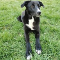 Kara - sanfte, verschmuste Hündin, Hündin zur Adoption