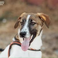 Nutella, Hündin zur Adoption