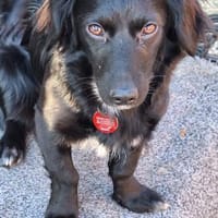 Wirbelwind Peaches, Hündin zur Adoption