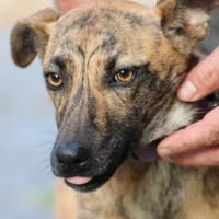 Kiwi - fröhlich u. zutraulich, Hündin zur Adoption