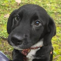 Matilda  Kleine Hundedame ganz groß, Hündin zur Adoption