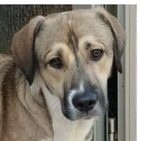 Süßer Lucas in 67295 Bolanden, Hund zur Adoption