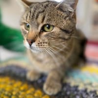 Richie- Fröhlicher Kater sucht Dich, Kater zur Adoption