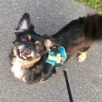 Nannos Charme muss man einfach erliegen!, Hund zur Adoption