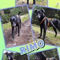 toller Rimo auf PS in 86637, Hund zur Adoption