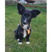 Bumblebee - wartet in 66773 Schwalbach, Hündin zur Adoption