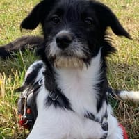 Gabica - kleine Entdeckerin, Hündin zur Adoption