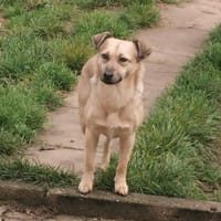 Lyanna ❤, Hündin zur Adoption