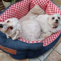 Béni und Suzy aus Hilden, Hund zur Adoption