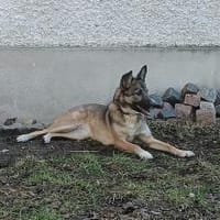 Ejmy - Buddel-Meisterin sucht Garten ;), Hündin zur Adoption