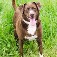 Loco Quintana sucht Familienanschluß, Hund zur Adoption