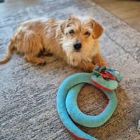 Sunny strahlt wie die Sonne🍀, Hündin zur Adoption