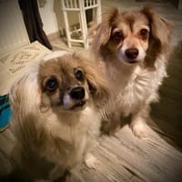 Wer verliebt sich in das süße Duo, Hund zur Adoption