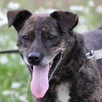 Gustav - fröhlich u. verspielt, Hund zur Adoption