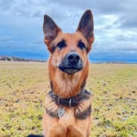 Gwen - ist sehr aktiv&intelligent, Hündin zur Adoption