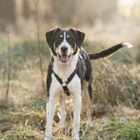 Zuma - sucht dich!, Hündin zur Adoption