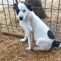 Zizi möchte seine Koffer packen, Hund zur Adoption