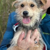 Roshi 1 Jahr W sucht ihren Kuschel Platz, Hündin zur Adoption