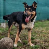 Champion der Fussballer, Hund zur Adoption
