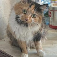 Lia, Schönheit sucht Gesellschaft, Katze zur Adoption