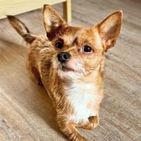 Bobby - möchte ausgelastet werden, Hund zur Adoption