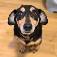 Freddy - ist sehr verkuschelt, Hund zur Adoption