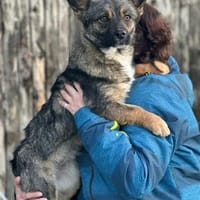 Abby 2023 W sucht ihr Glück, Hündin zur Adoption